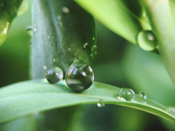 Close-up of green leaves