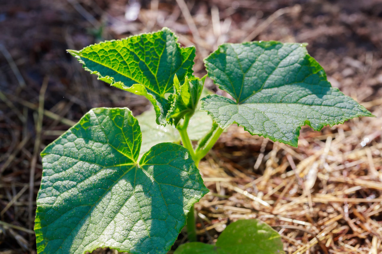 leaf, plant part, green, plant, nature, growth, flower, close-up, day, soil, land, field, beauty in nature, no people, outdoors, focus on foreground, freshness, food, wildflower, food and drink, produce, tree, high angle view, agriculture, herb, sunlight