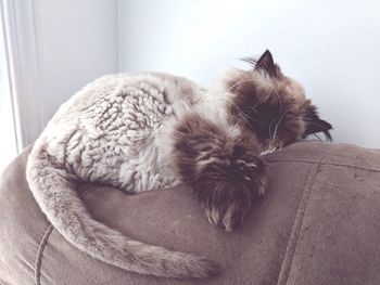 Close-up of a cat sleeping