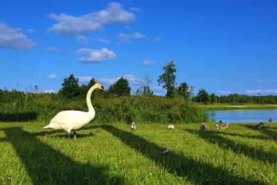 View of birds on grass by lake against sky