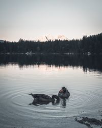 View of ducks swimming in lake