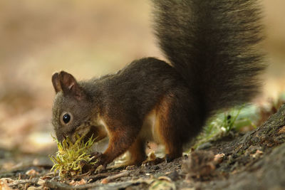 The red squirrel or eurasian red squirrel, sciurus vulgaris in autumn