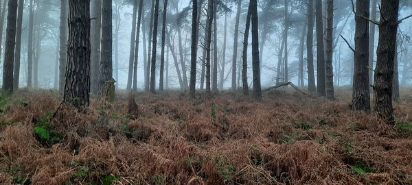 Trees in forest