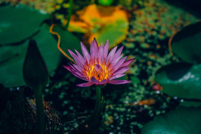 Close-up of flower blooming outdoors