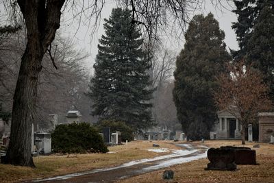 Trees in cemetery