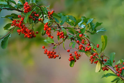 Red berries on tree