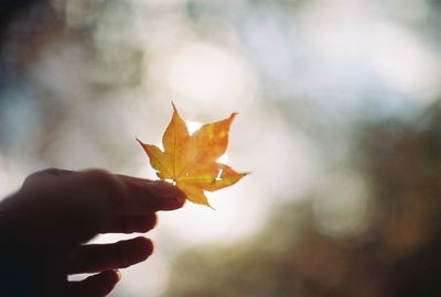 Close-up of maple leaf during autumn