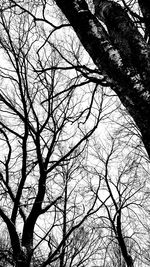 Low angle view of bare tree against sky