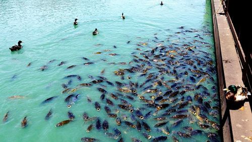 High angle view of ducks and fishes swimming in sea