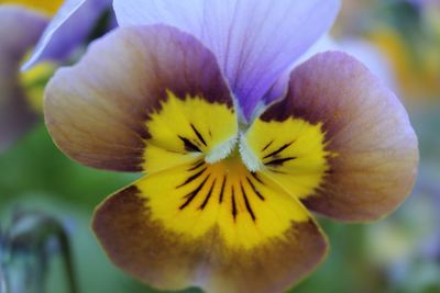 Close-up of yellow flower