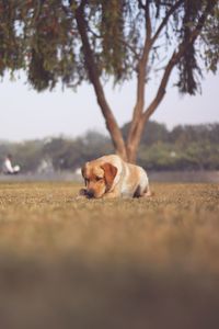 Portrait of dog relaxing on field