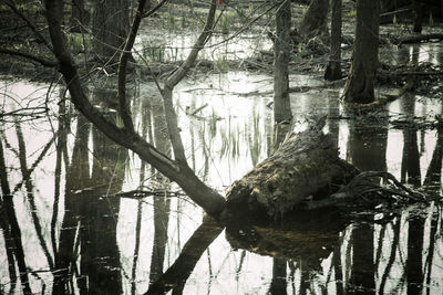 Bare trees in water