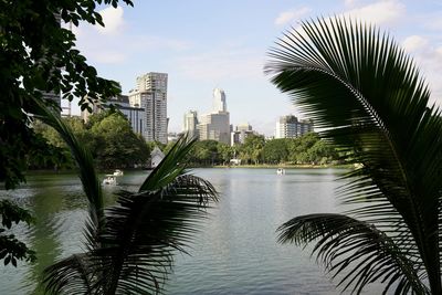 Palm trees and modern buildings against sky