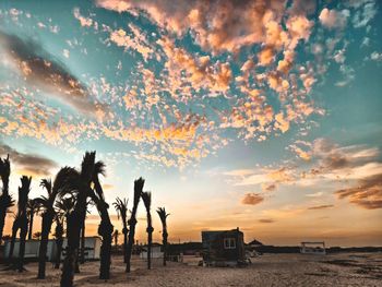 Silhouette trees on beach against sky during sunset