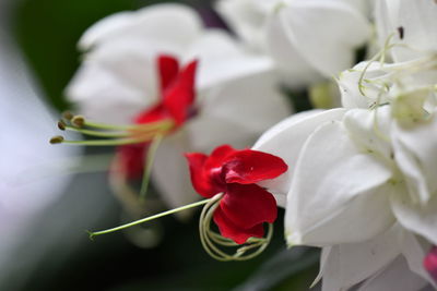 Close-up of red roses blooming outdoors