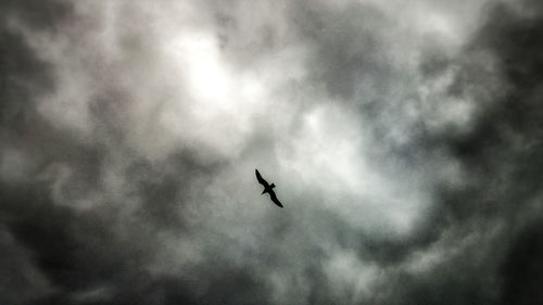 Low angle view of bird flying in sky