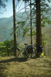 Bicycle on tree trunk in forest