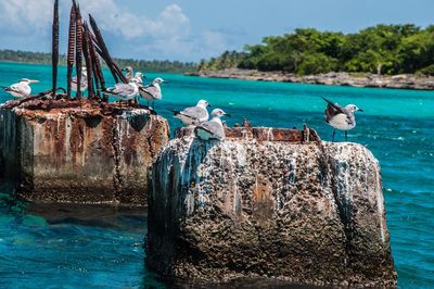 Birds perching on rock over sea against sky