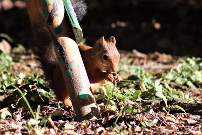 Close-up of squirrel on field