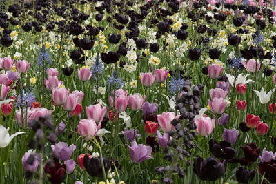 Close-up of pink tulips blooming outdoors