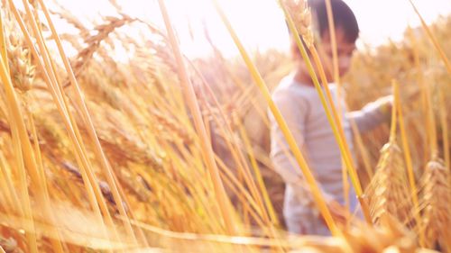 Close-up of wheat field against clear sky