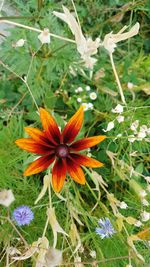 Close-up of flowering plant on field