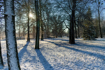 Bare trees on snow covered landscape