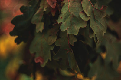 Close-up of fresh green plant