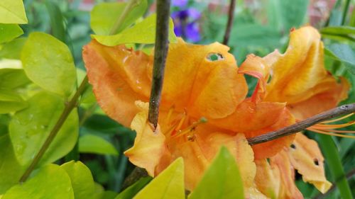 Close-up of orange flower on plant