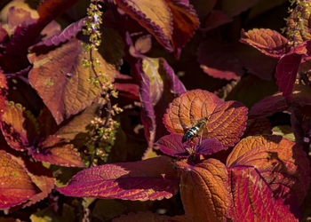 Close-up of butterfly on leaves