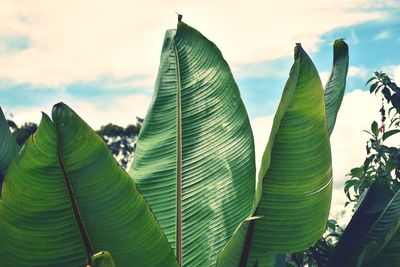 Low angle view of green leaves on plant against sky