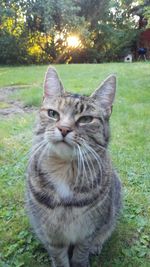 Portrait of cat on grass