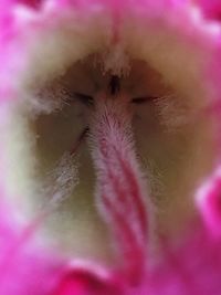 Extreme close up of purple flower