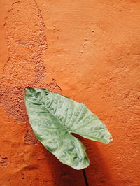 High angle view of leaf on wall