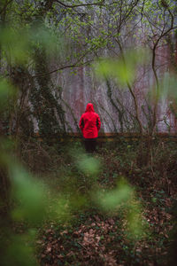 Rear view of woman walking in forest