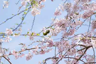 Low angle view of bird on tree