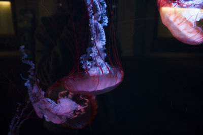 Close-up of jellyfish swimming in sea