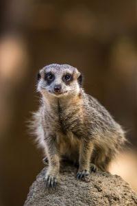 Close-up of meerkat