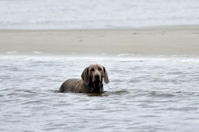 Portrait of dog swimming in sea
