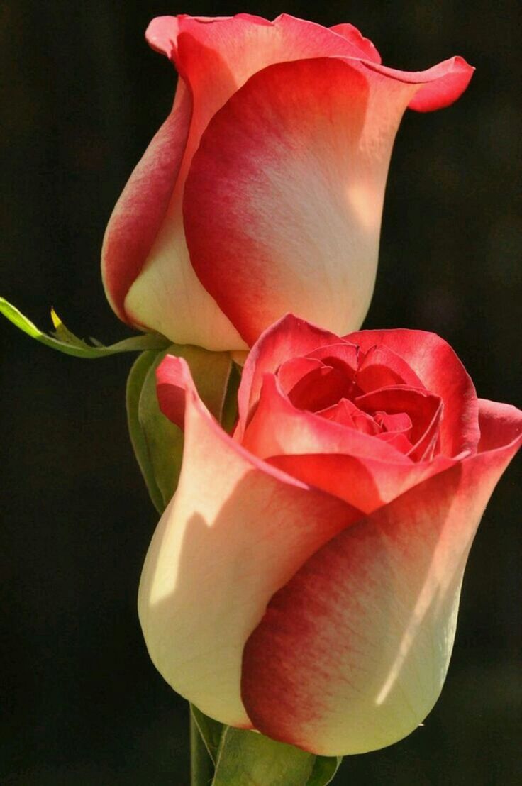 petal, flower, flower head, fragility, freshness, pink color, close-up, rose - flower, beauty in nature, studio shot, single flower, tulip, black background, nature, growth, rose, red, indoors, pink, no people