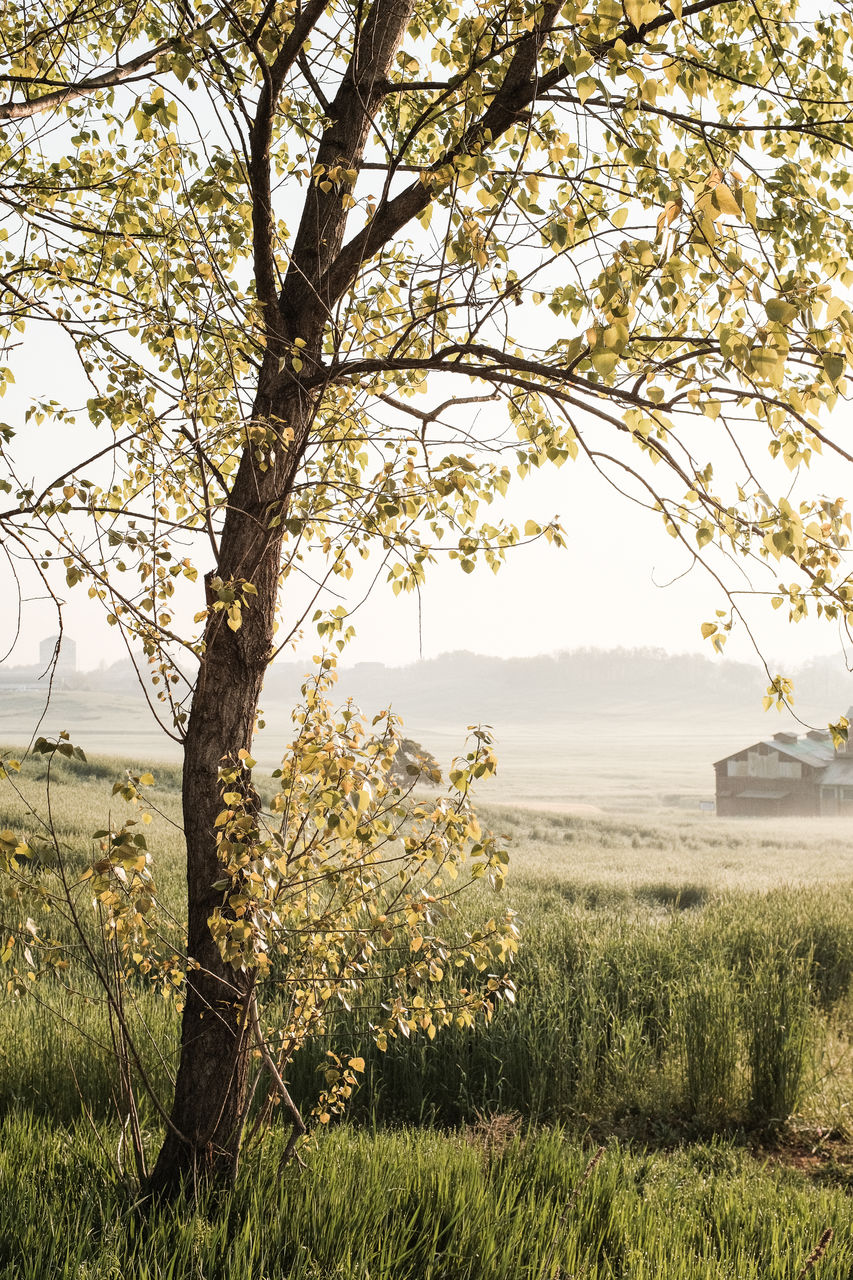 plant, tree, nature, flower, beauty in nature, landscape, sky, branch, tranquility, land, leaf, scenics - nature, grass, environment, growth, morning, no people, field, autumn, water, tranquil scene, rural area, sunlight, rural scene, day, outdoors, agriculture, non-urban scene, idyllic, blossom, springtime, natural environment, lake, meadow, architecture, travel destinations