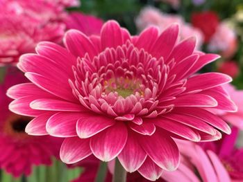 Close-up of pink dahlia flower