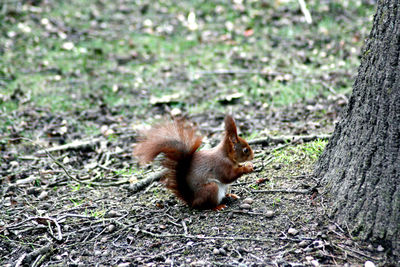 Squirrel on tree trunk