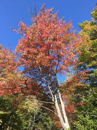 Low angle view of flowering tree against clear sky