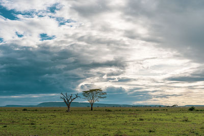 African panorama in serengeti national park