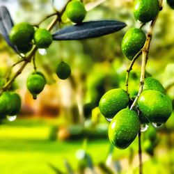 Close-up of berries growing on tree