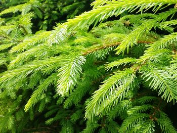 Full frame shot of green leaves