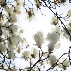 Low angle view of white flowers