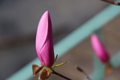 Close-up of pink rose flower