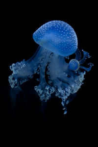 Close-up of jellyfish swimming in water
